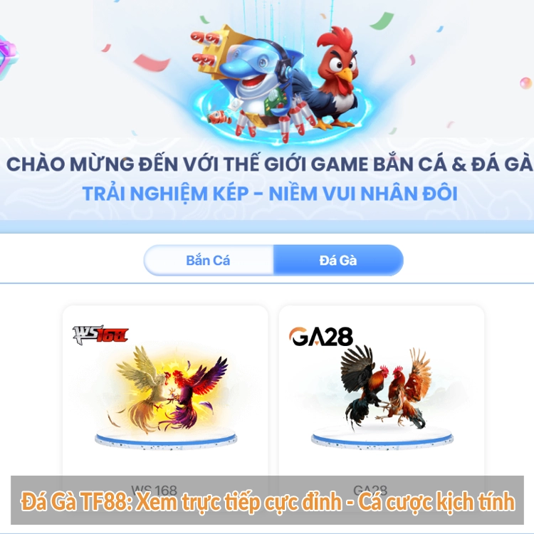 Đá Gà TF88: Xem trực tiếp cực đỉnh - Cá cược kịch tính